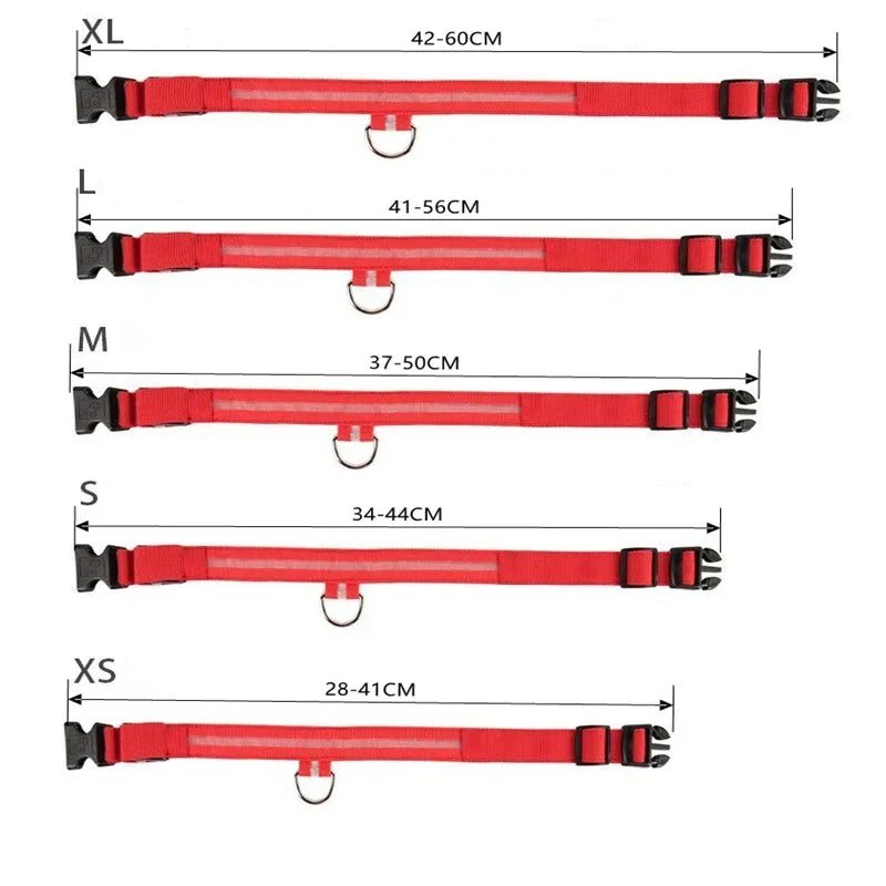 Hundehalsband leuchtend und aufladbar